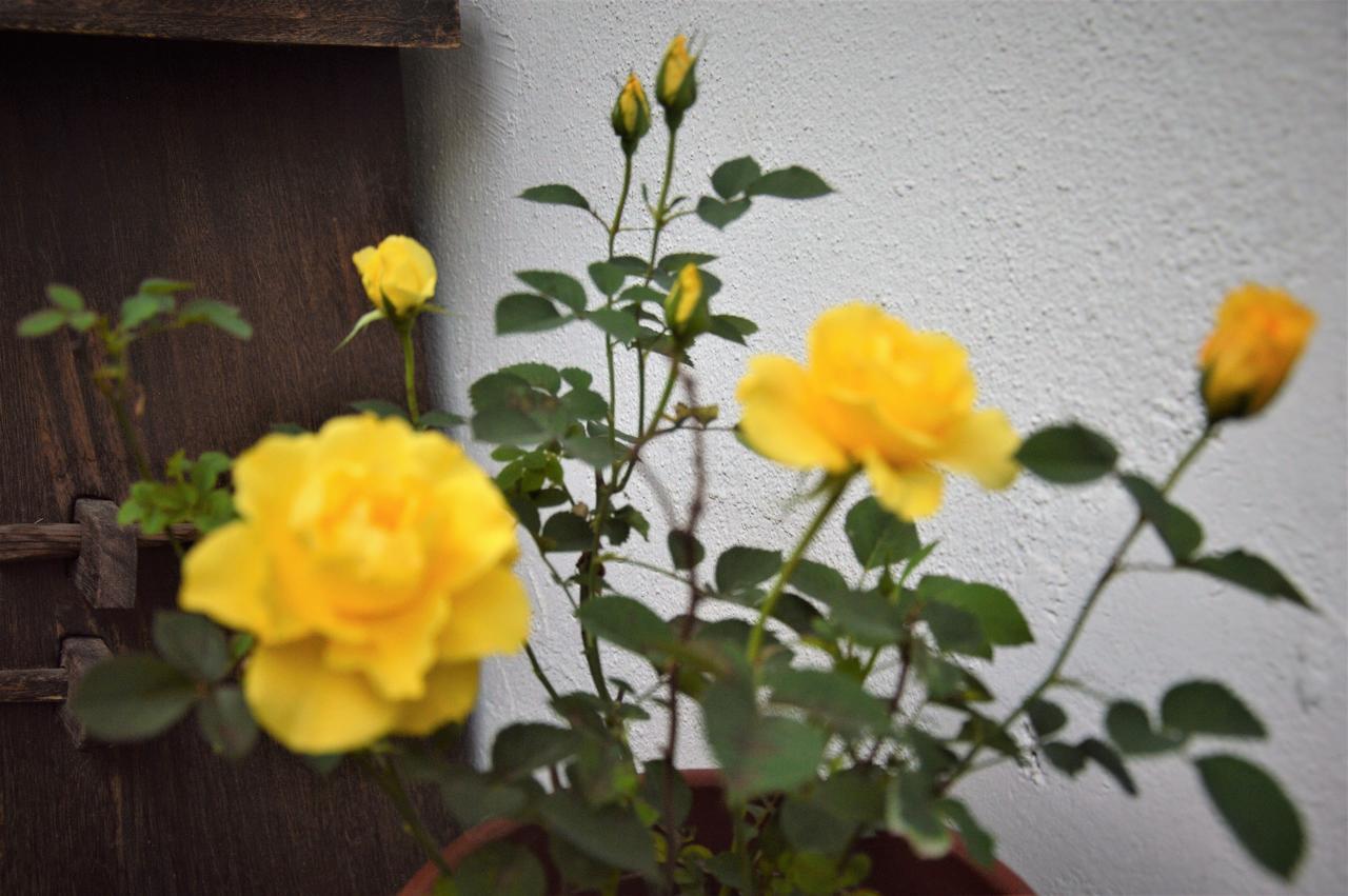 Zuo Wang Zhai Guesthouse Suzhou  Luaran gambar